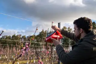Instalación de una LumaTrap con panel solar en un monte frutal